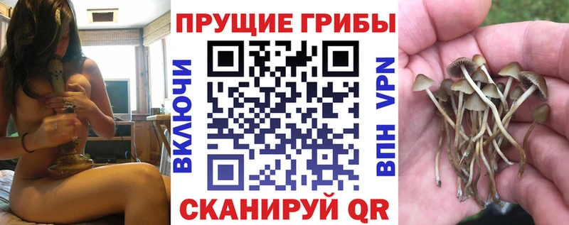 Псилоцибиновые грибы Psilocybe  где купить   Харабали 